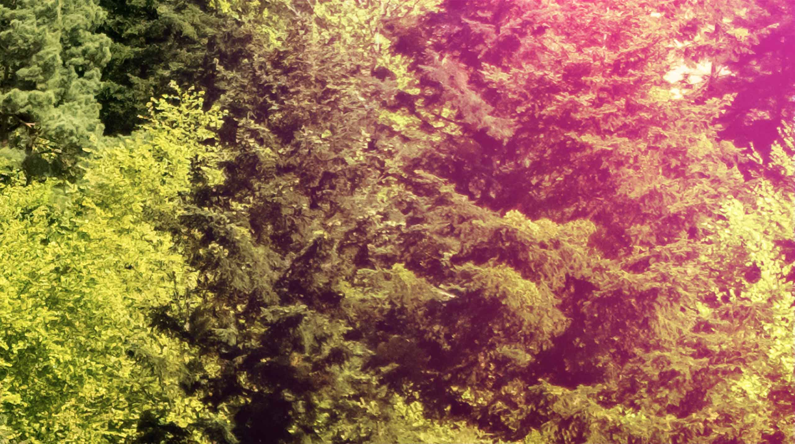 Persistent RootingForAI Image